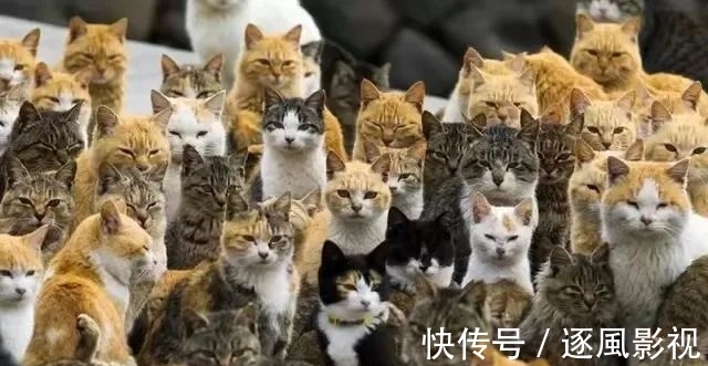 喵星人|日本怎么那么多撸猫圣地啊!