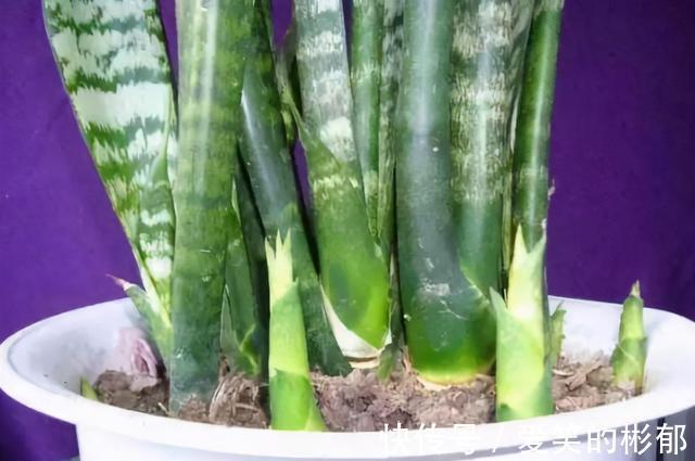 小齐|想不想你的虎皮兰7月“冒笋芽”？做好“3不缺”，保证通风试试