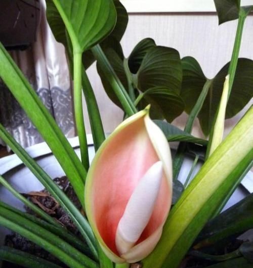 4种“招财花”,喜不喜欢都要养,家里放一盆,财运自己送上门