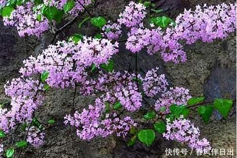 紫丁香|这“3种树”可了不起,比花要美,比5号香水要好闻,养1盆赚大了