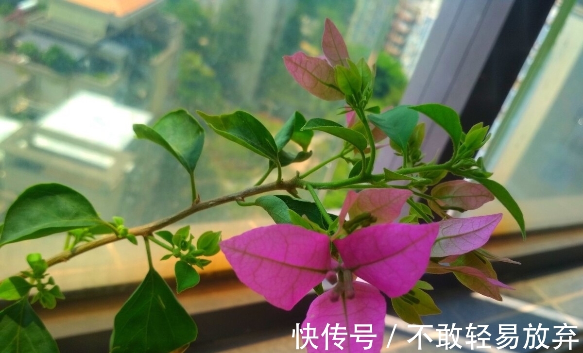 温差|让三角梅开“秋花”，牢记这个“方法”花芽长得快，迅速花爆盆