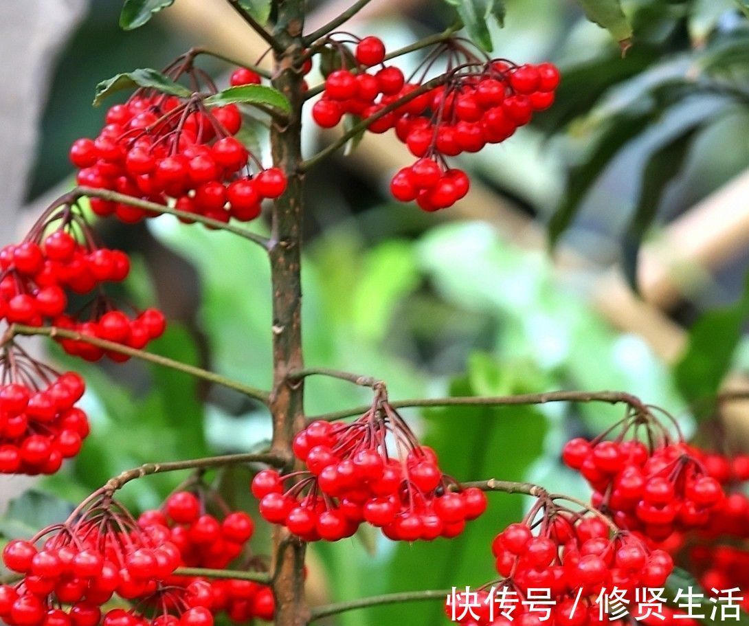 家里养这3种花的有福了,旺财又旺宅,招财纳福好运不停