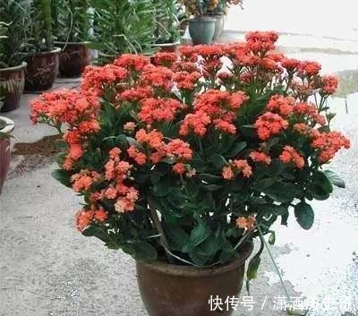 长寿花爆盆技巧有哪些,知道这些方法,养护起来更加轻松!