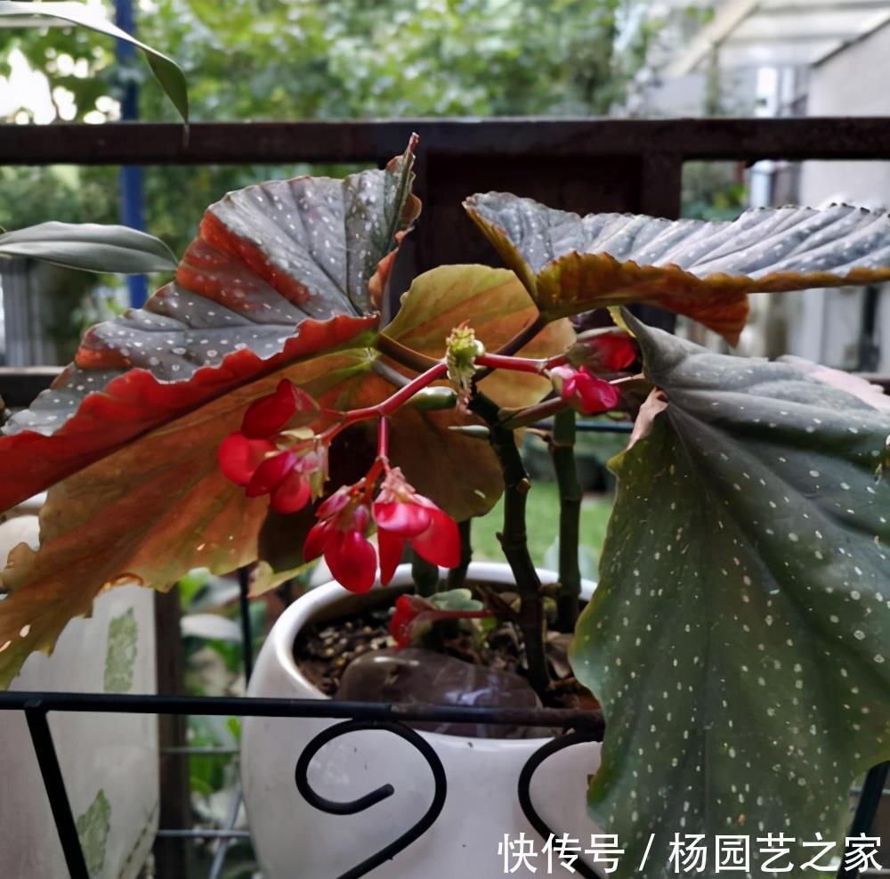 植株|封闭阳台不能养花?才不是呢!选这几种,打造自己的小花园