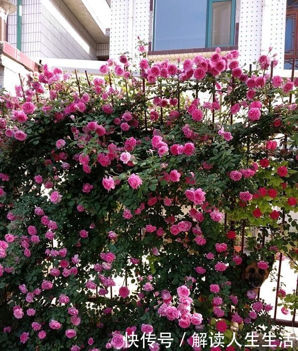 此花是世界名花,全年开花,能打造花墙,好看又好养,南北都能种!