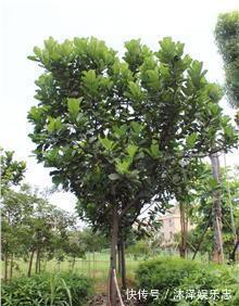 无花果|路边遇到4种花，别放过，掰个枝子长一盆！观叶赏花又好吃