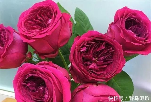 此花浑身都是宝,在养生方面有很高的营养价值,快去阳台种两盆