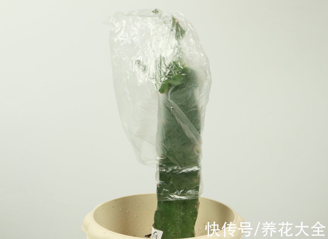 冬天扦插,最简单的方法学起来,这6种花都能生根