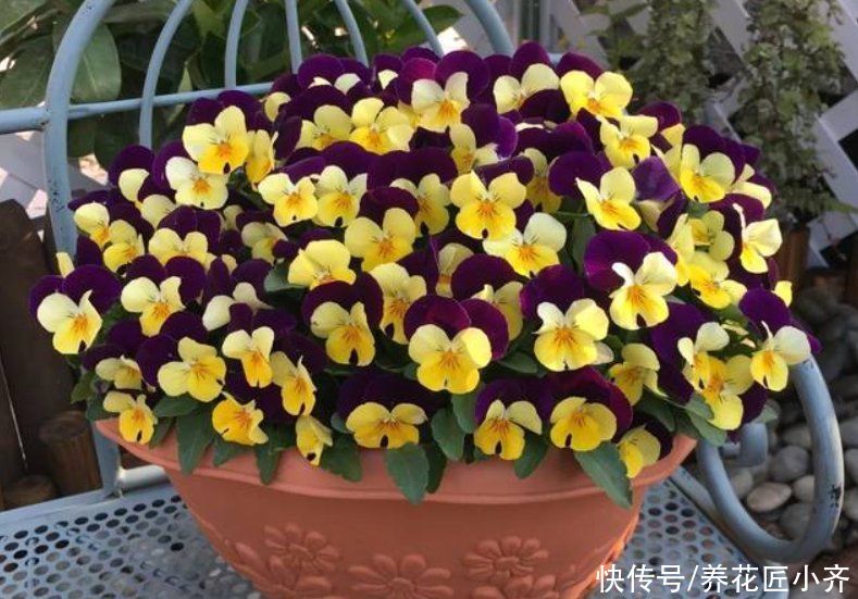 6种漂亮的花，吊着养最合适，能够开成“花球”，太美了