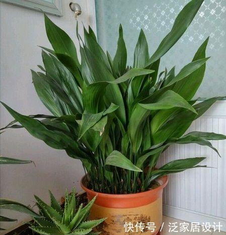 太阳花|8种“漂亮花”,堪称“不死花”,随便养一养,新芽爆满缸