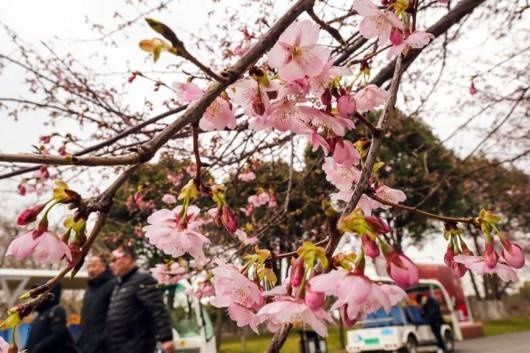 老年|年还没过完，上海顾村公园的早樱已经开了……