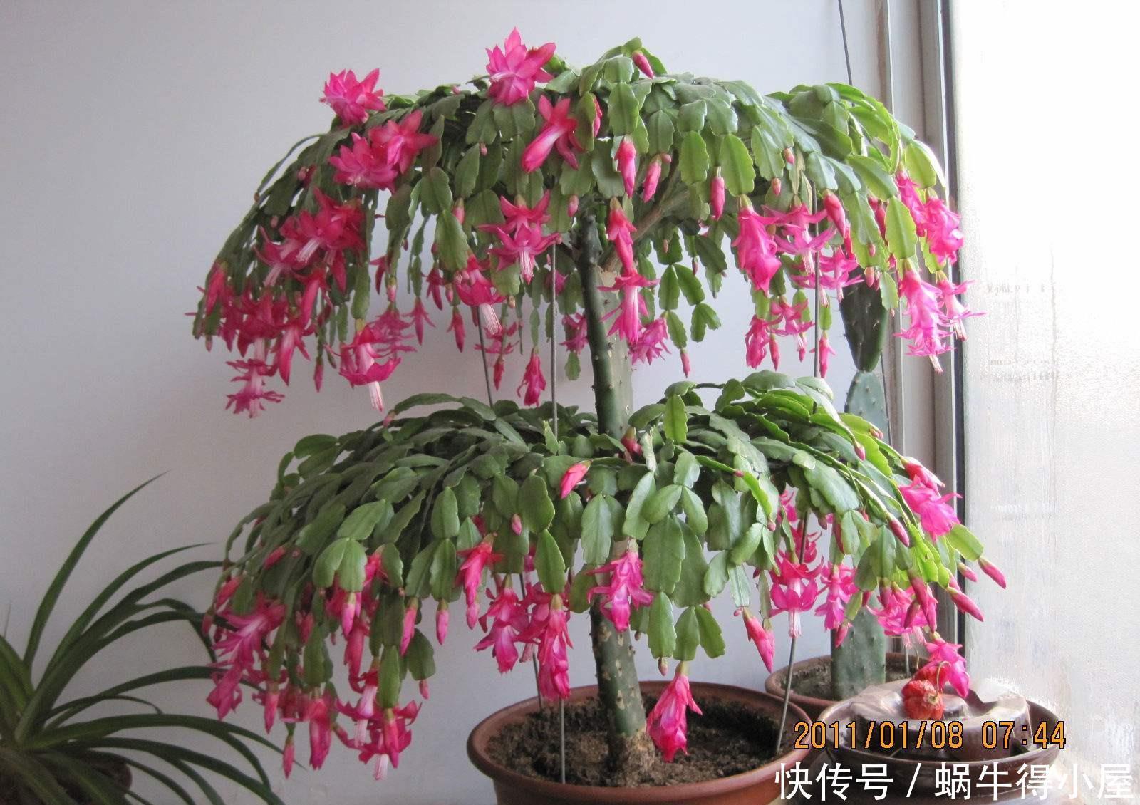 仙人掌吃个黄豆粒,猛蹿3米变“壮汉”,嫁接蟹爪兰,开花千百朵