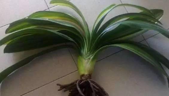 植物|快死的花卉这样做，能轻松起死回生！