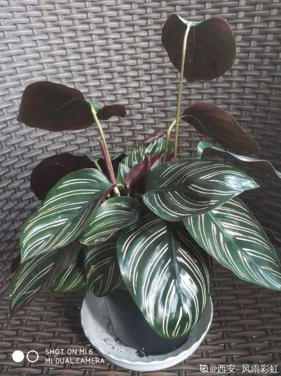 鸭掌木|15种大型绿植,净化空气除异味,摆客厅太气派!