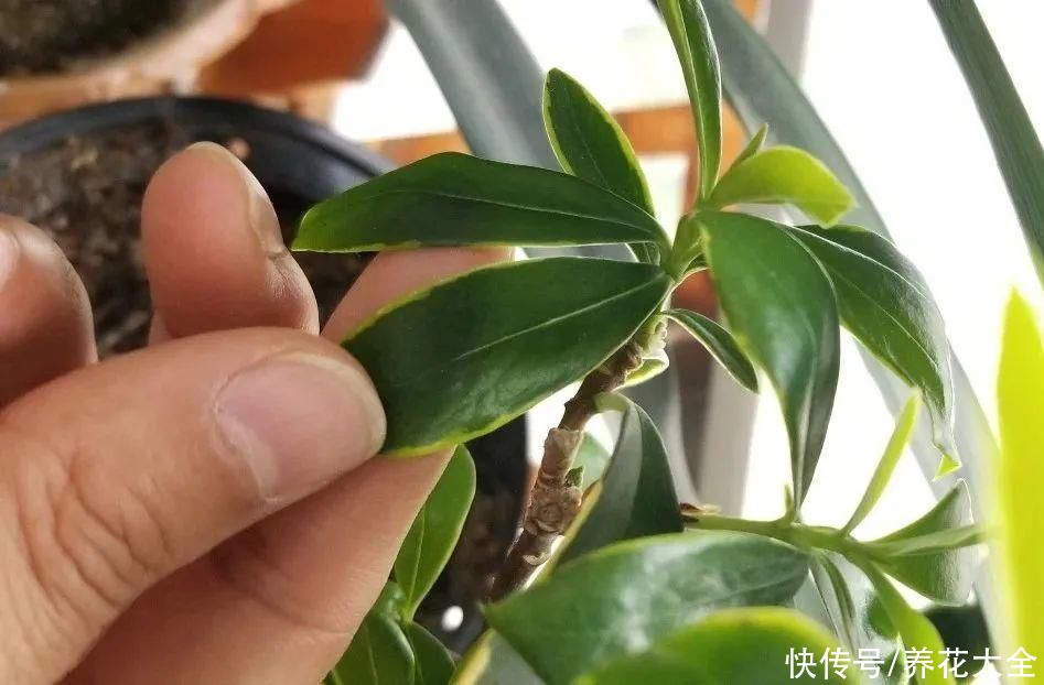 天热了，8种花要休眠，要少浇水