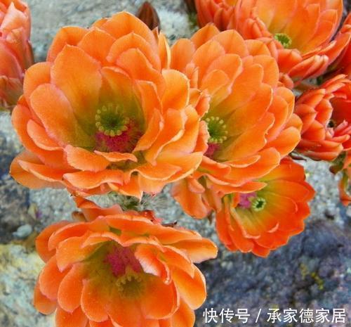 技巧|仙人球过冬有技巧,做好这件事,长势快开花多,新手也会养!