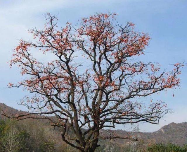 多子多福|老人说门前有三树，家兴富三世，是哪三种树呢你知道吗