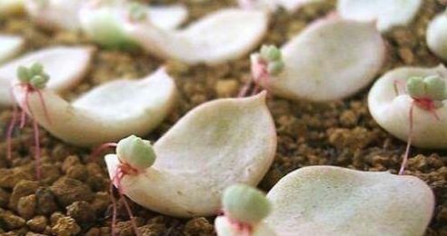 今天来看看多肉植物的无技巧扦插法，看看就能学会