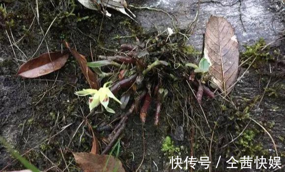 棕榈皮|门前石头上长了一丛草,朋友出1000元来买,开起花来真漂亮!