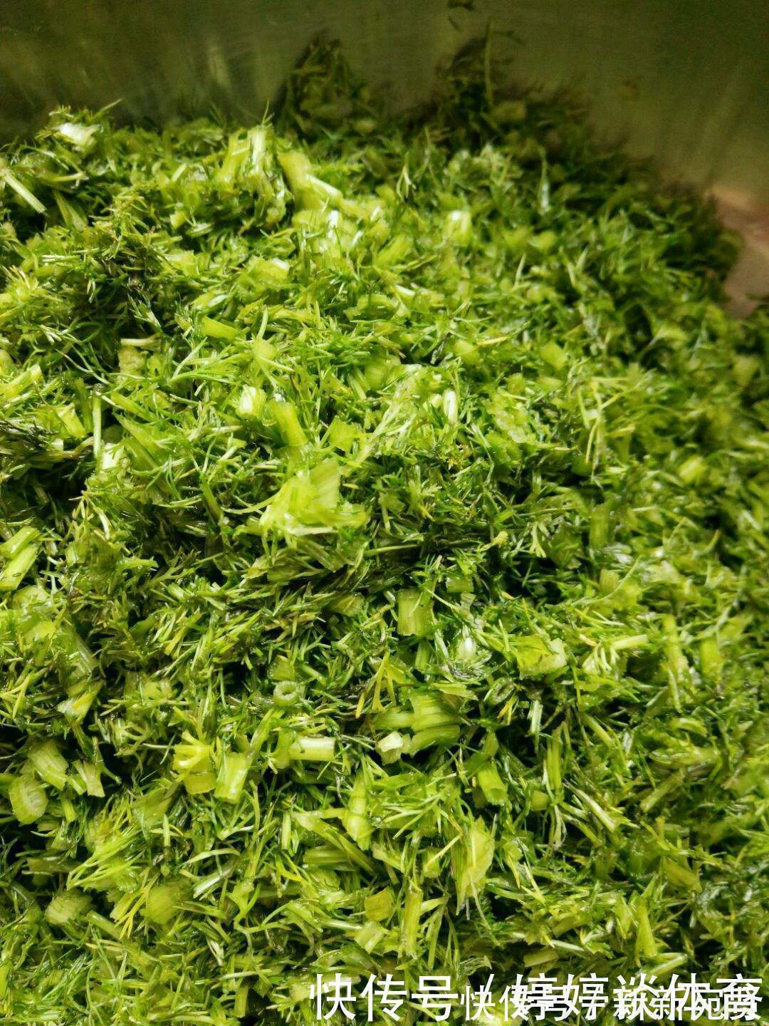 湿气就怕这个菜,遇见就买,用来包饺子,比韭菜馅还香,湿气不见了