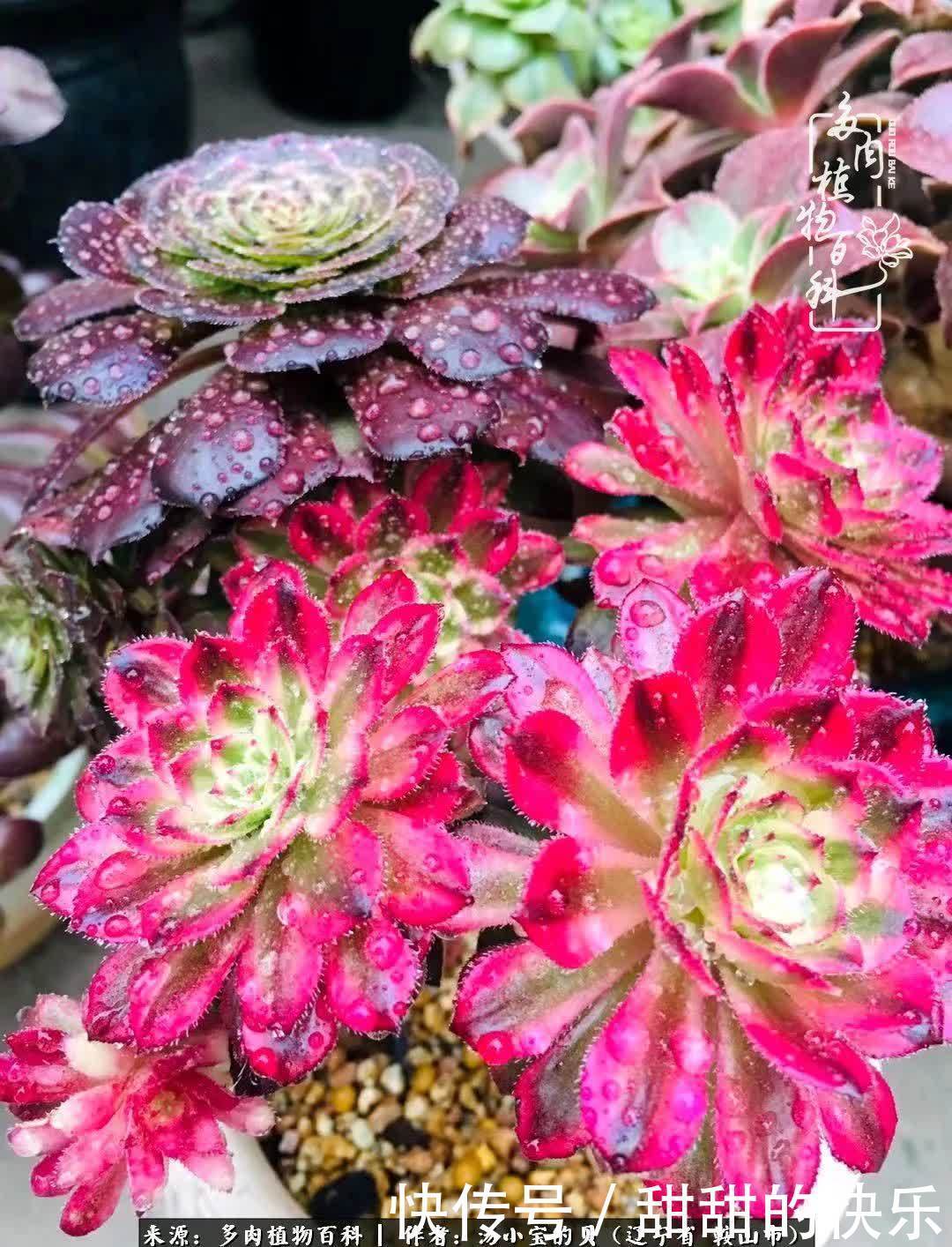 蚧壳虫|远嫁他乡,多肉是我孤寂时最美的陪伴!