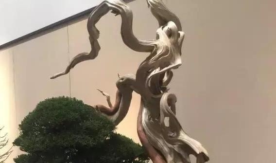 玩盆景必须学会的上盆技巧,这些方法要知道!