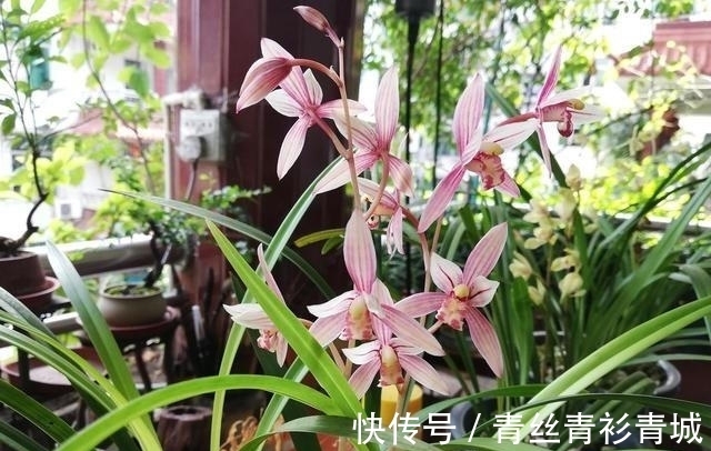 兰花根系弱，勤做“三动作”，花苞“咕噜”冒，清香宜人野性足