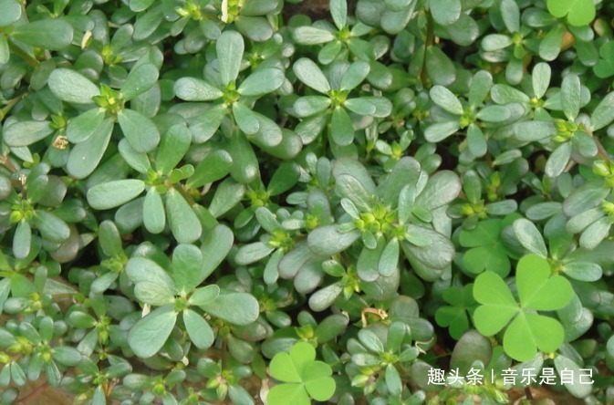 养肝护肝|女性到40岁，4种食物离不开，滋养皮肤，刮油甩脂，好吃又不贵