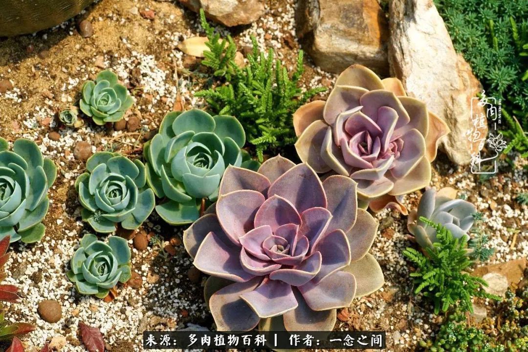 群友聊多肉没有最二只有更二,爆笑百科二群的二货二事!