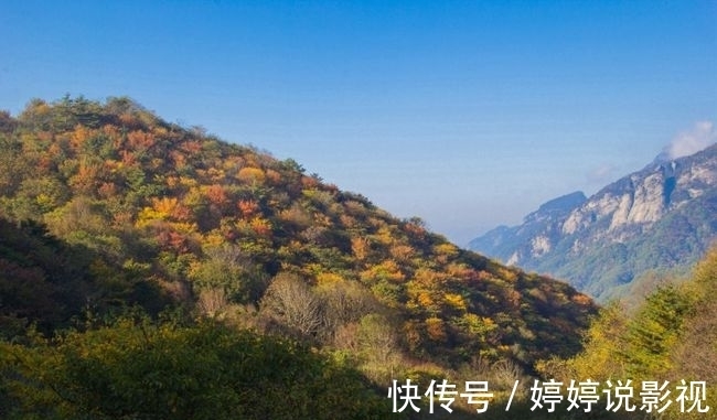 茱萸|寻访秦岭苦竹沟，灌满浆汁的烂红野果和山货挂满枝头，都无人采摘