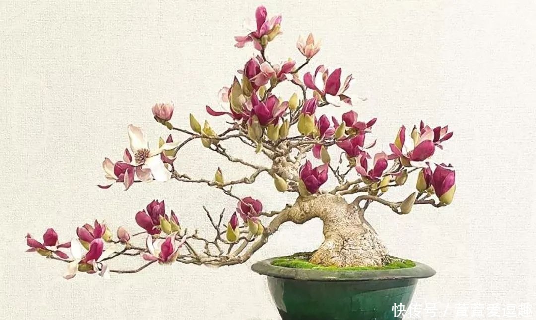 庭院种什么树最吉利,还好看?