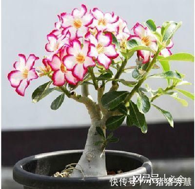 夏至后赶紧扦插5种花，越热生根越快，错过就要等明年