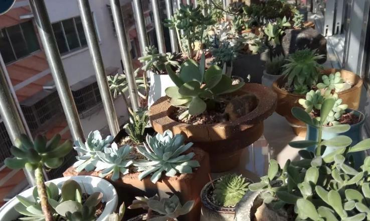 养殖|想给多肉提升颜值？挑选花盆注意这3细节，盆栽美美哒