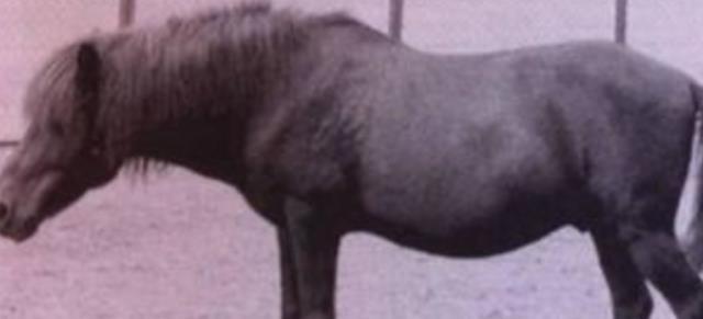 全都|日本人的骑兵为什么那么厉害全都是这种马,打起来优势太大了