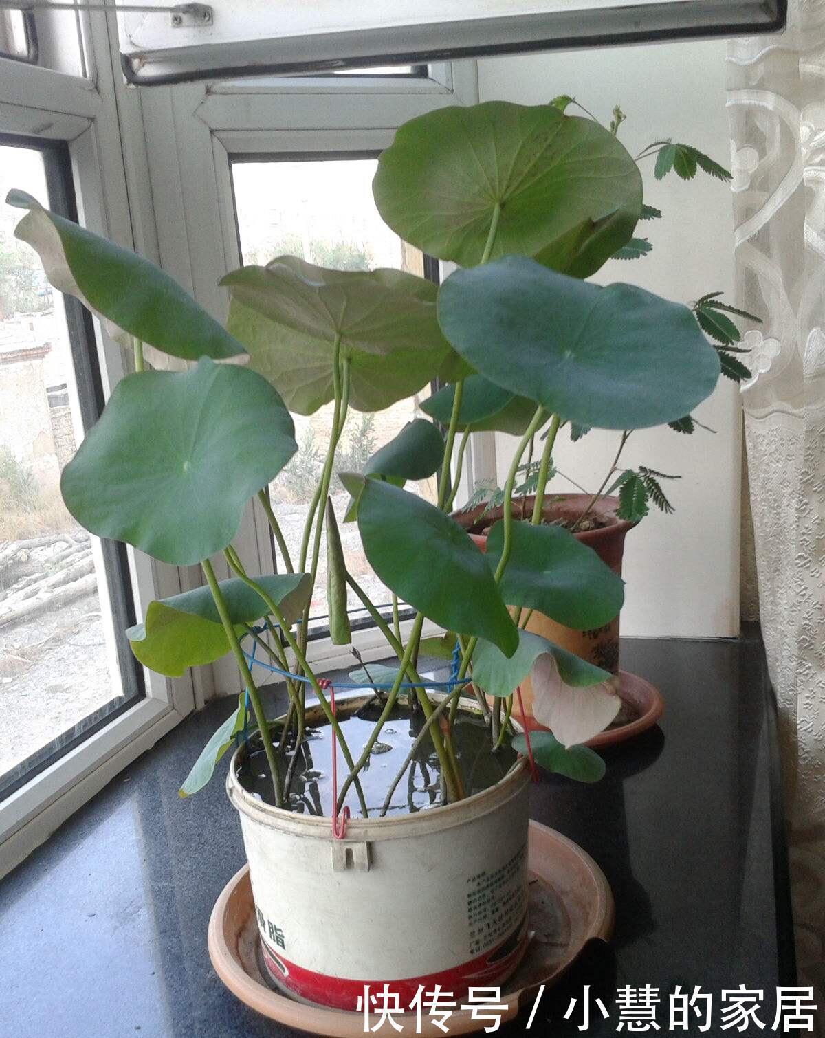 养花|养花没有盆,3个妙招,就能自制出漂亮的花盆,阳台上种了好多花