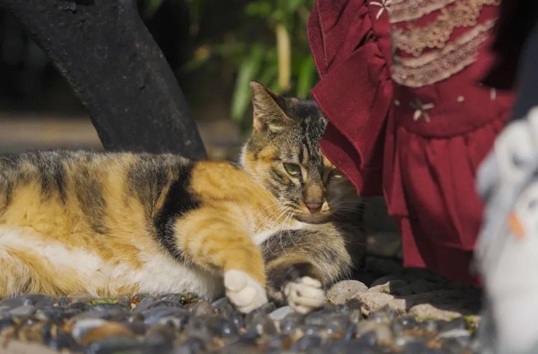 古城|春到同济!太(you)爱(fu)了(li)!