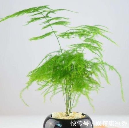 别傻傻把“云竹”当文竹养,“云竹”很贵重,区别养护别受骗!