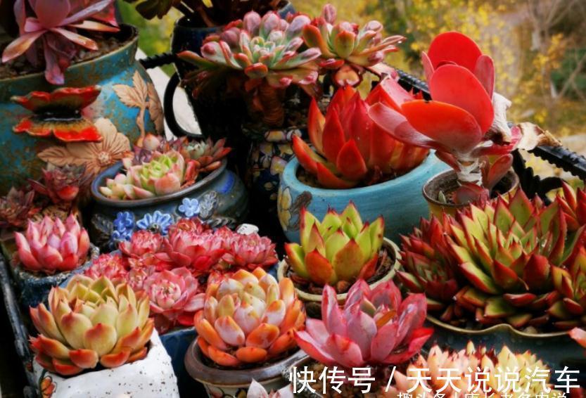 老肉友给新手的建议:刚栽种的多肉先别放铺面石,其中原因有两个