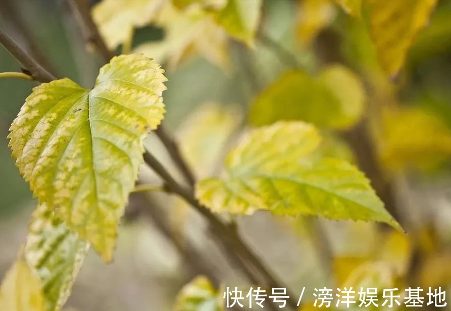 入药|1片桑叶9味良药!老中医教你桑叶妙用,9大功效受用一生!