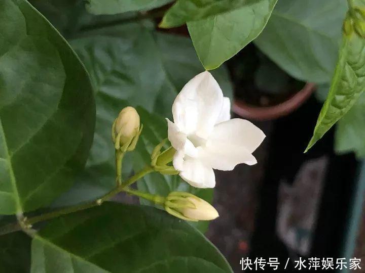 枝条|这3种花现在修剪,下个月花苞满头,今年能开5、6次