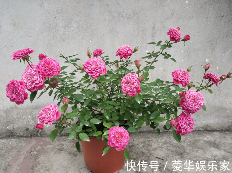 薄荷|喜欢玫瑰,就养盆“精品玫瑰”七彩玫瑰,似彩虹阳光,绚丽多姿!