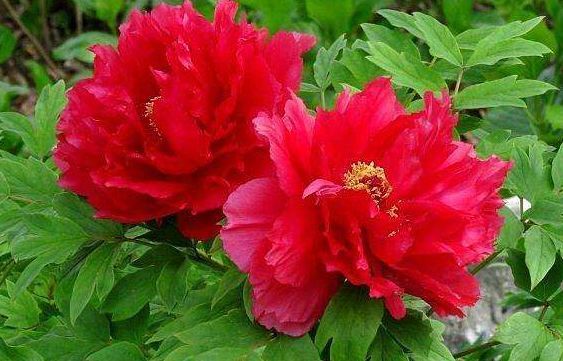 新手养花,不如养盆花中精品“芳纪”,花色纯正,香味浓郁