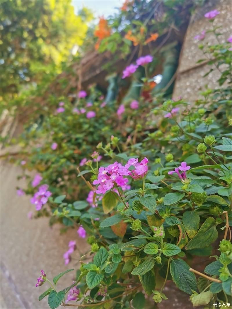 花海|厦门自由行