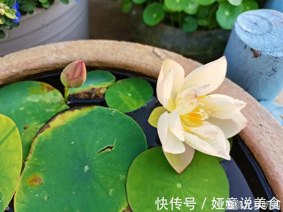 9种花是富贵命,必须大盆养,小盆养会憋死