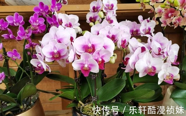 8种“洋气花”，天冷别喷水，不然黄叶、掉花苞，越养越难看