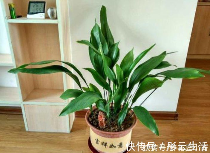 一种独特的“喜荫花”，它非常好养，单独一棵只长一片叶子