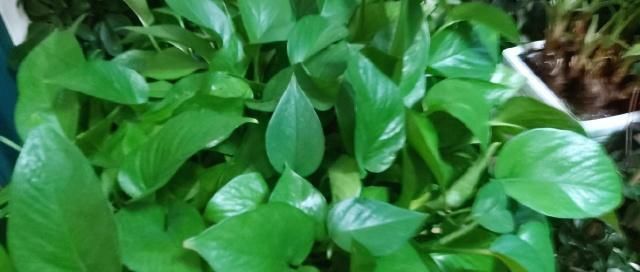 养花,什么情况下“不能施肥”看养花达人怎么说