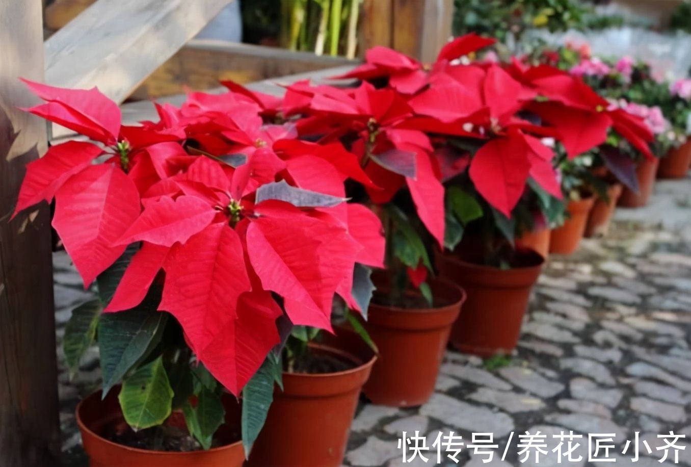 9种“有毒”花,家中很常见,光看别动它,不然很“麻烦”