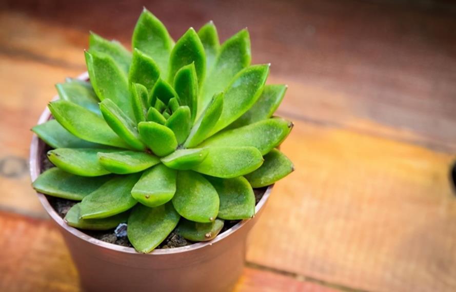 摘叶|总下雨,露天盆栽的多肉穿裙子了,砍头摘叶,扦插育苗可好?