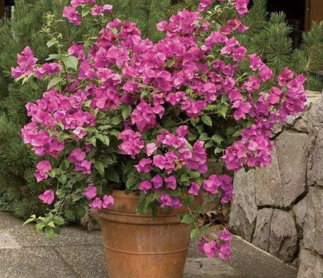 开花200天的“花树”,夏天可以养,比“绣球花”都漂亮,养8盆!